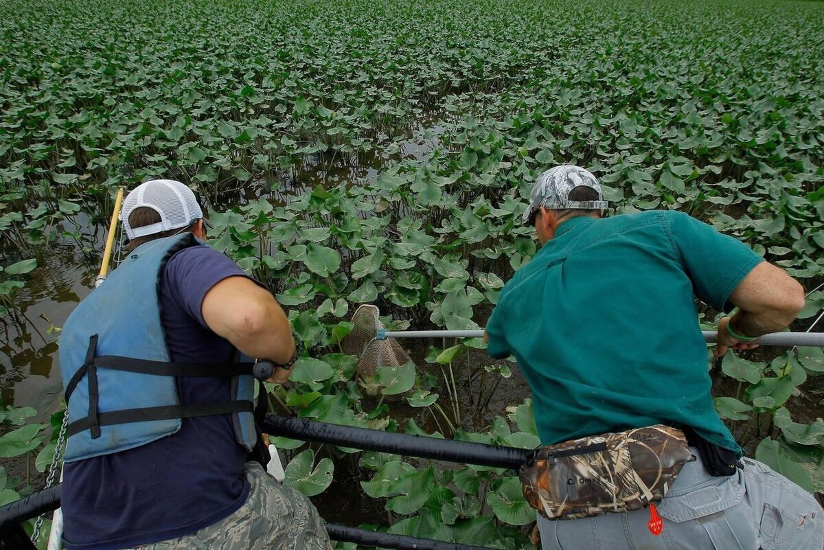 Специалисты из охраны окружающей среды пытаются поймать змееголова.