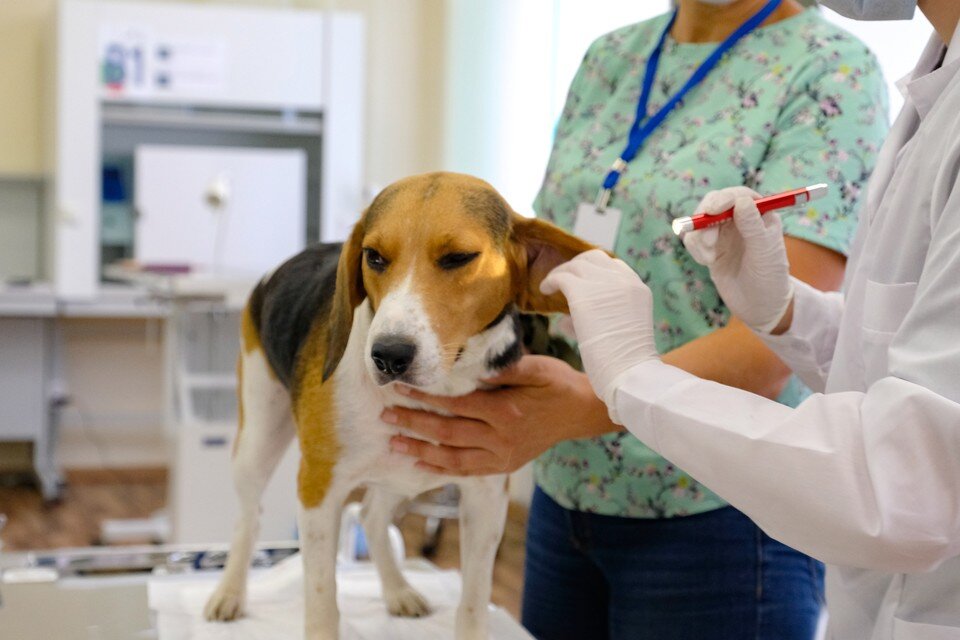     В Петербурге открылись Центры ветеринарной офтальмологии и стоматологии Артем КИЛЬКИН (архив)