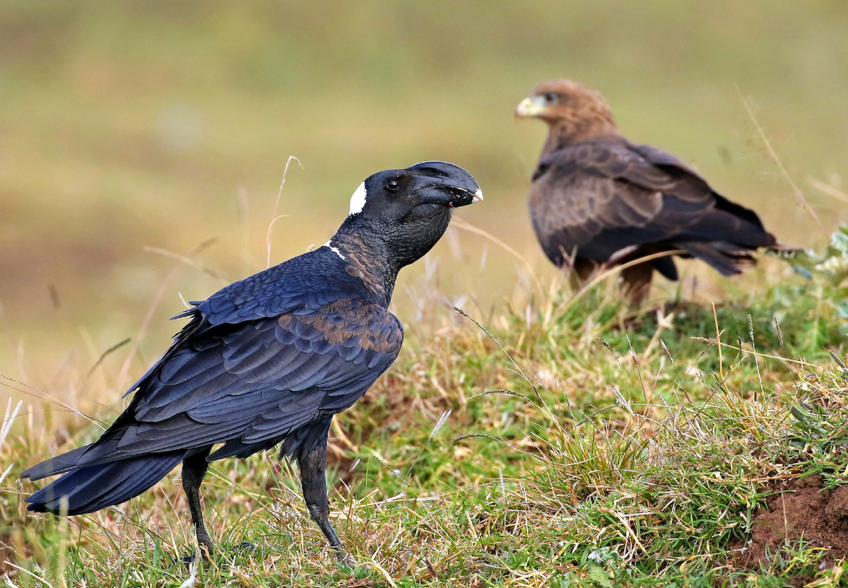 Corvus albicollis. Billy raven. Толстоклювый ворон corvus crassirostris. Бронзовый ворон. Толстоклювый ворон corvus crassirostris.