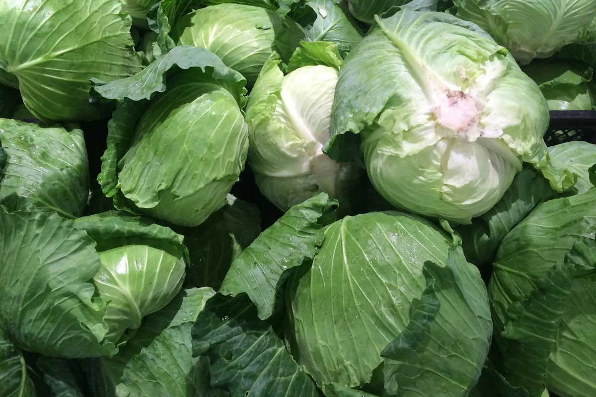                                                Фото: auntmasako / pixabay.com 