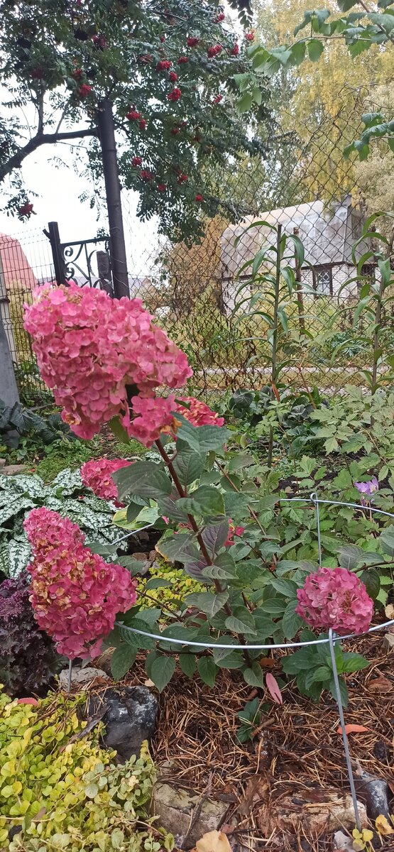 Самарская Лидия