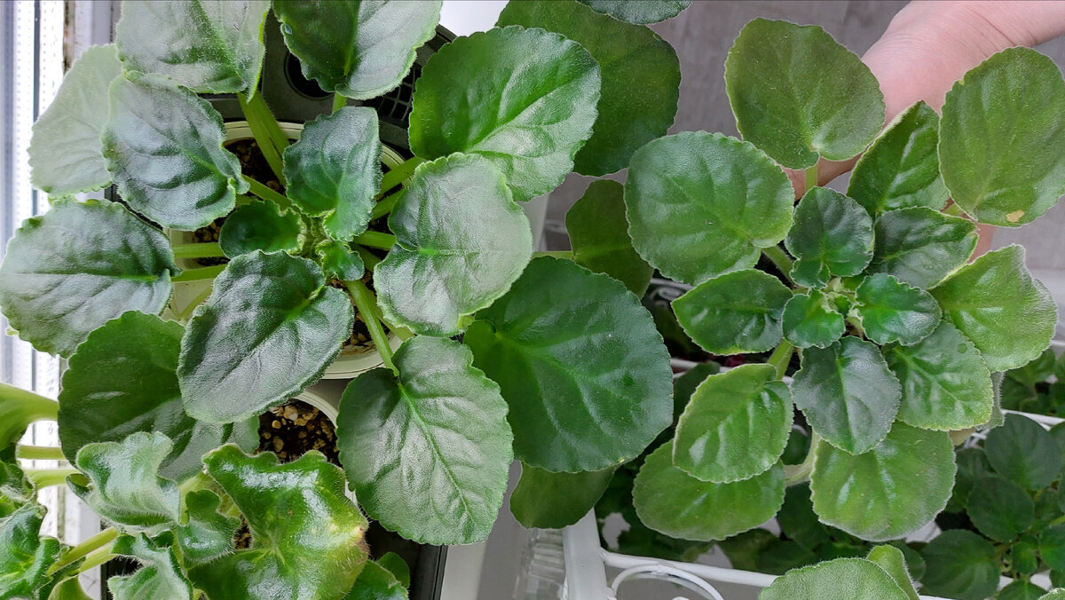 Видна разница?