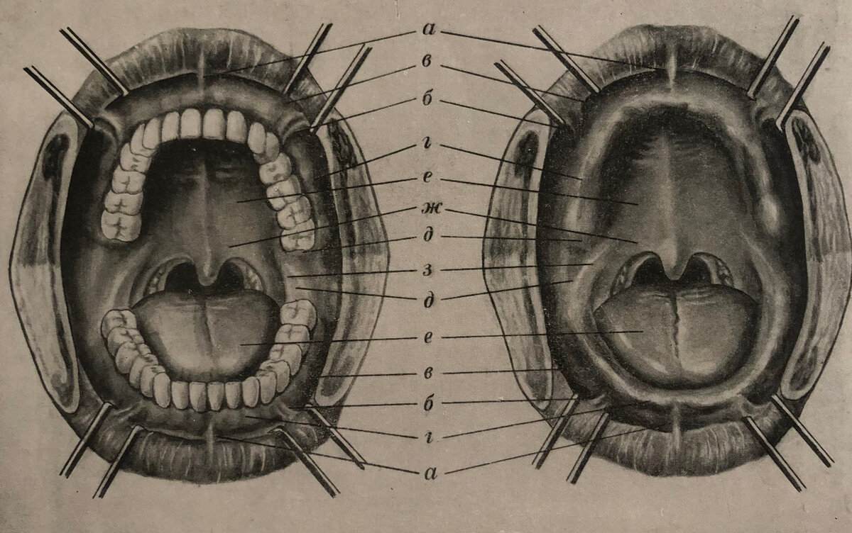 Рис. 304. Полость рта с зубами                          Рис. 305. Полость рта после потери зубов 
а — уздечка верхней и нижней губы; б — щечные складки; в — свод преддверия рта; 
г — альвеолярные отростки; д — альвеолярный бугорок верхней челюсти и нижнечелюстной бугорок; е — язык; ж — мягкое небо; з — крылочелюстная складка 
