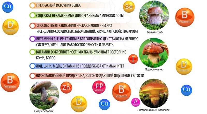 Польза грибов. Источник фото сайт: https://clck.ru/32iWgG