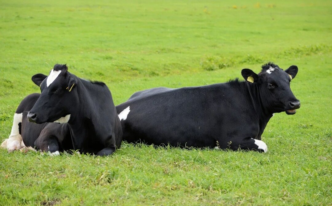 Фото из открытых источников интернета 