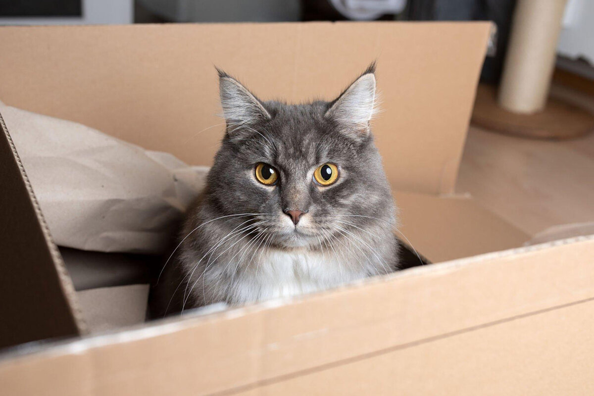 В просторной коробке без крыши над головой удобней, но уснуть сложно. Это вариант для игр или оттаивания охотничьих навыков.