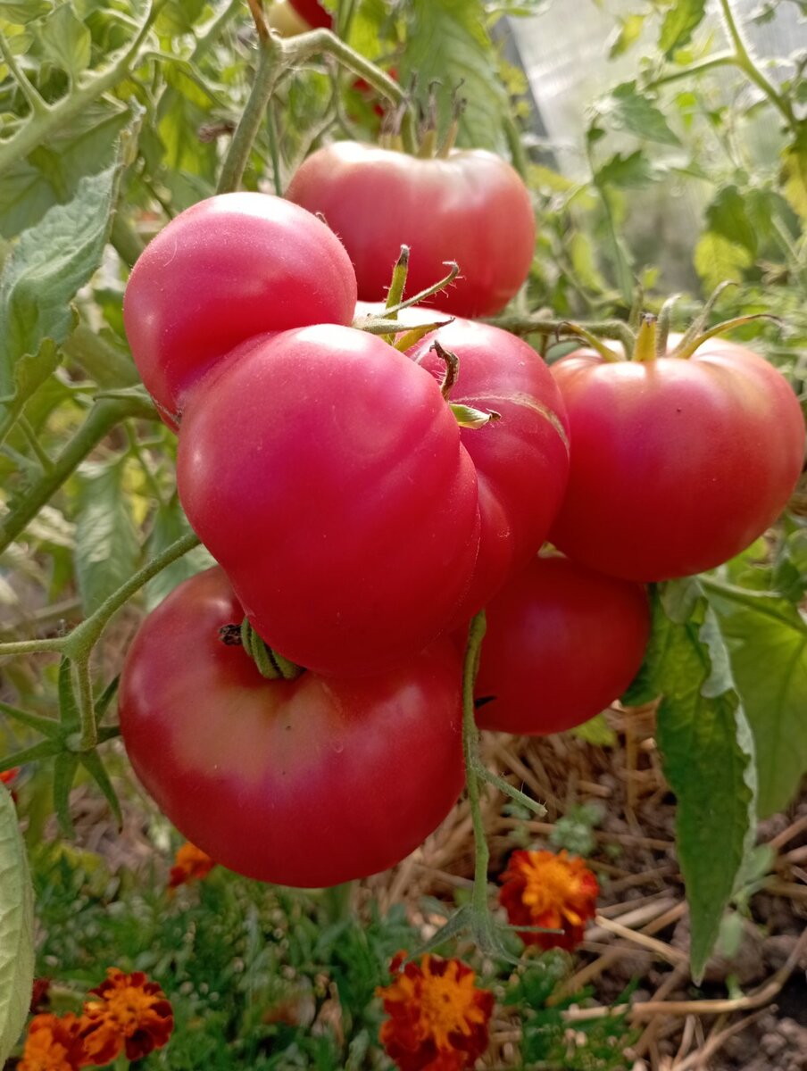 Минусинский гигант розовый в теплице