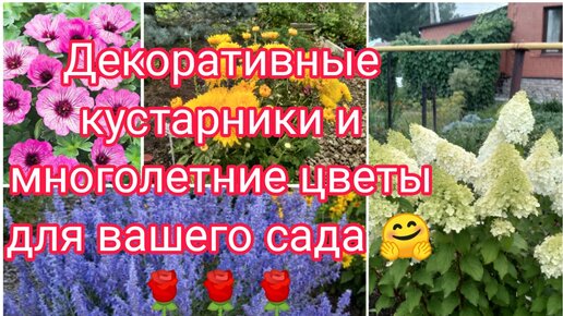 ДЕКОРАТИВНЫЕ КУСТАРНИКИ И МНОГОЛЕТНИЕ ЦВЕТЫ ВСЁ ДЛЯ ВАШЕГО САДА 🌺🌺🌺🤗