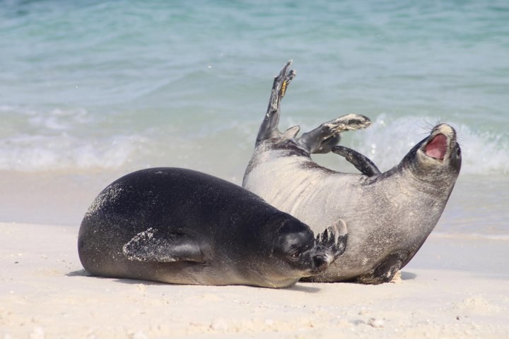 Hawaiian Monk Seal