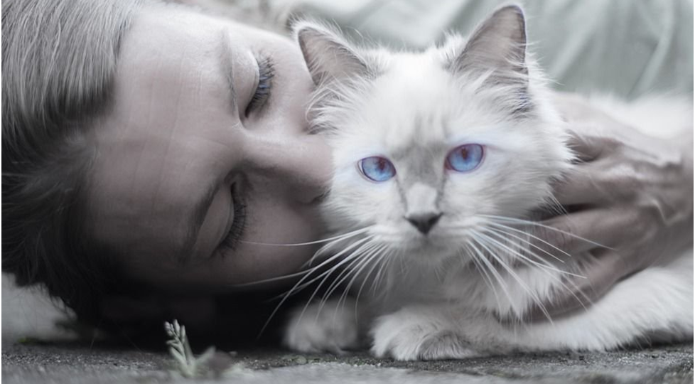 Понимает ли кошка, когда ее целует хозяин
