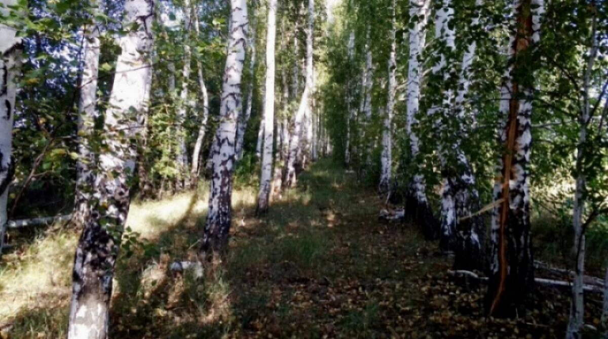    В Саратовской области высадят 5000 гектаров лесов в 2024 годуНовости Саратова и области – Сетевое издание «Репортер64»