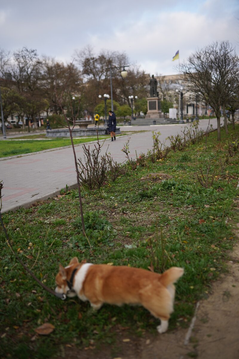 Вольерный кашель у собак что это. Вольерный кашель у собак.