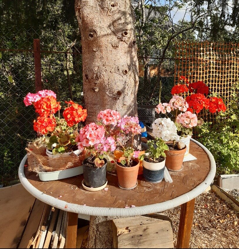 Мои герани- первогодки на круглом столе вокруг ёлки. Фото автора