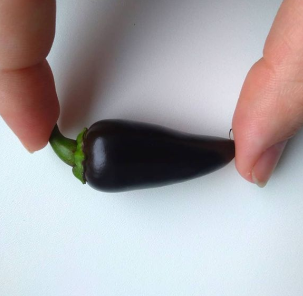 Халапеньо фиолетовый, мой первый урожай 2021.