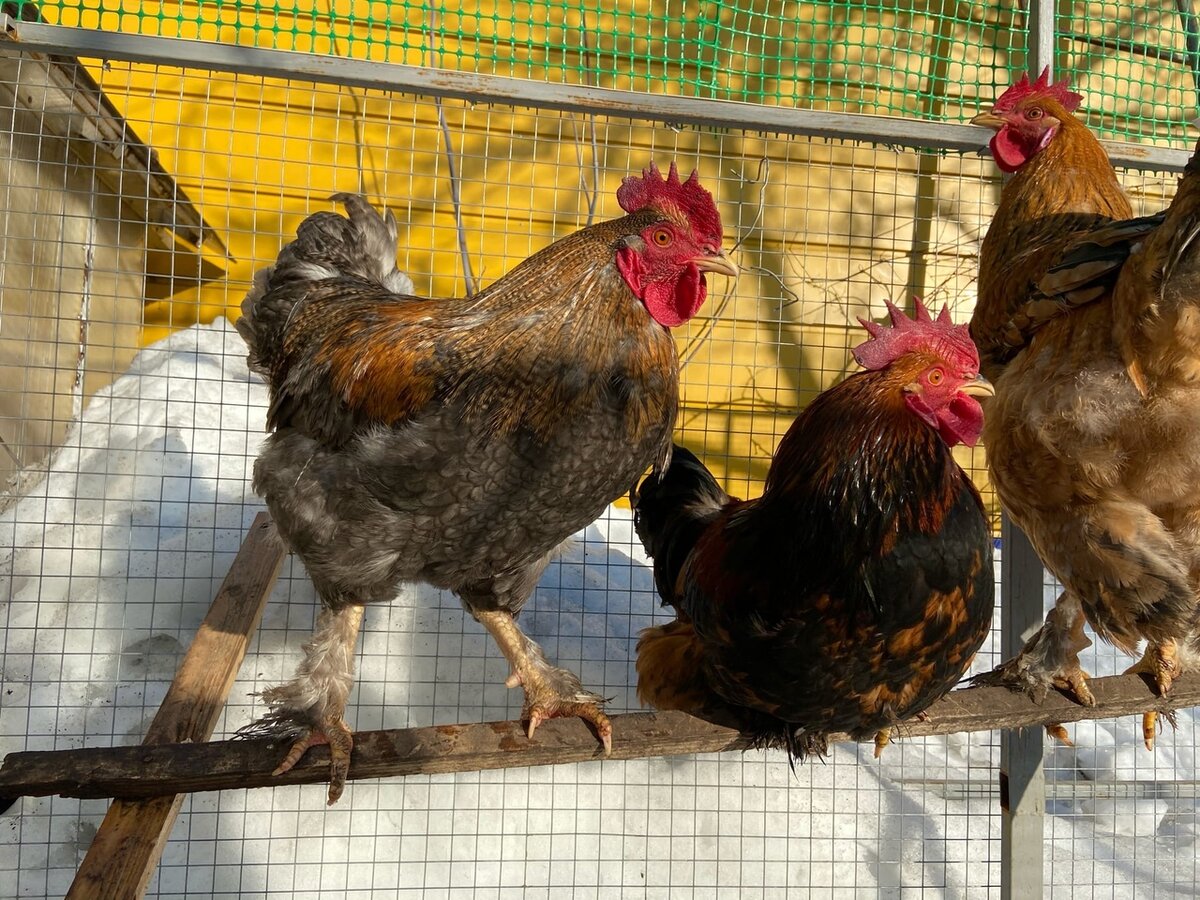 Вот  они какие красавцы.