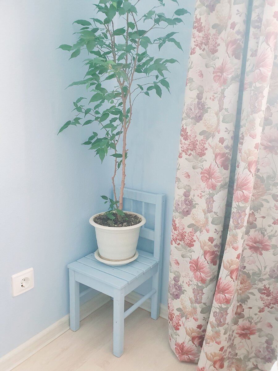 Фикус уже пересадила, а то этот горшок маленький и старенький :)