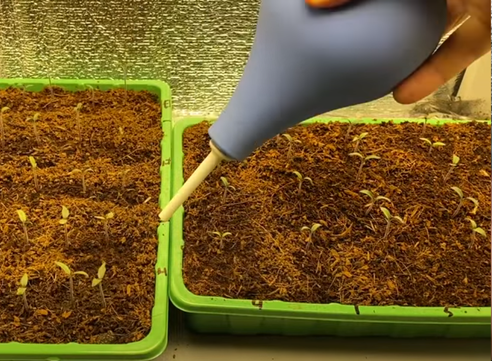 Клизма спринцовка отлично подойдет для маленькой рассады 