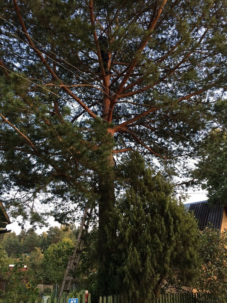 Верхняя часть нашей сосны. Фото автора