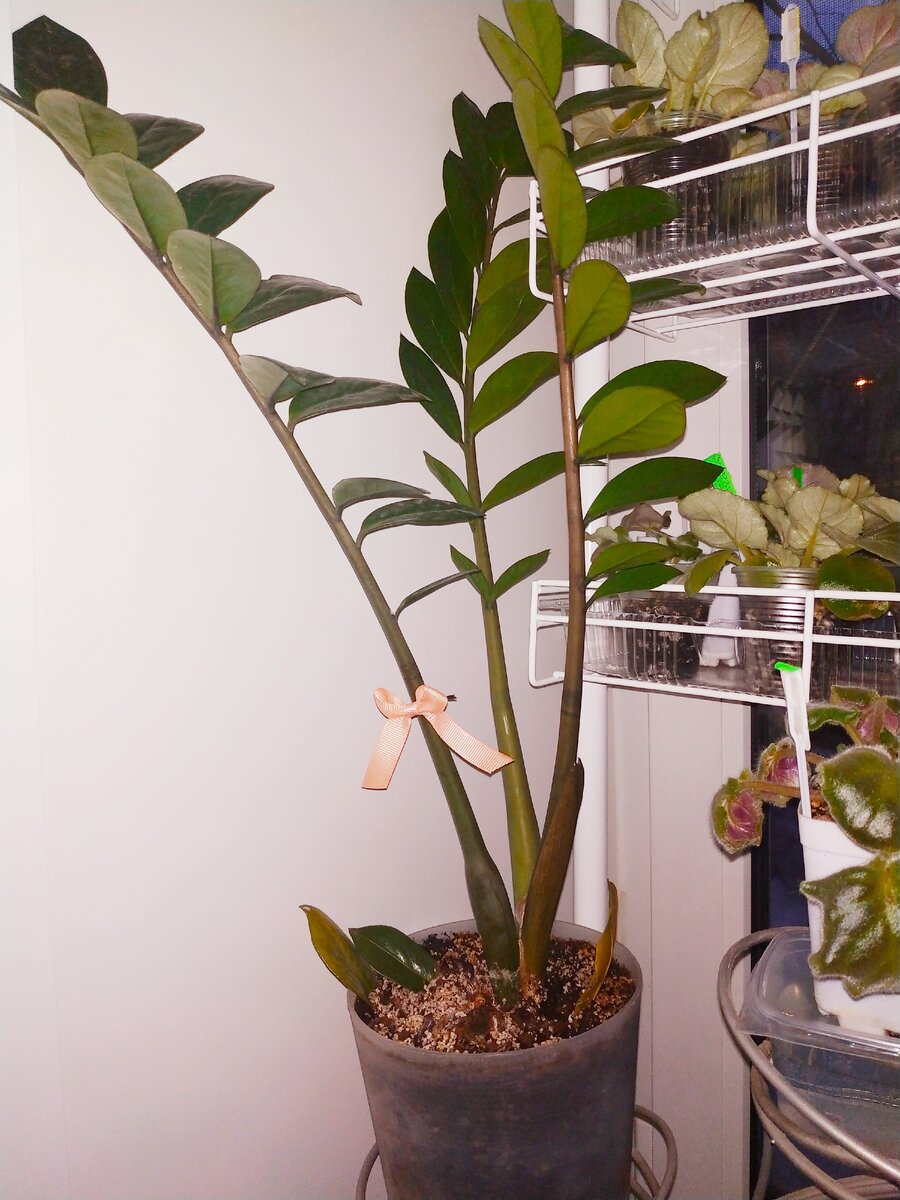 Первоначальный вид пациента. День 1 применения удобрения