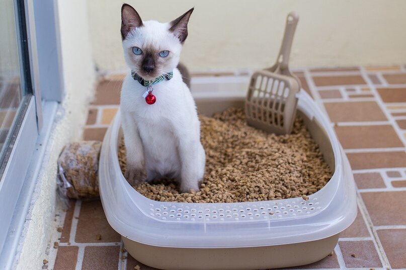 Фото: freepik.com