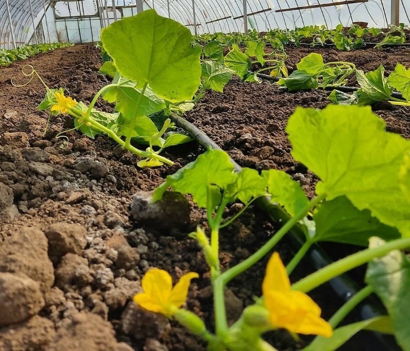 Источник фото https://www.instagram.com/p/CL_ryHTgLPV/