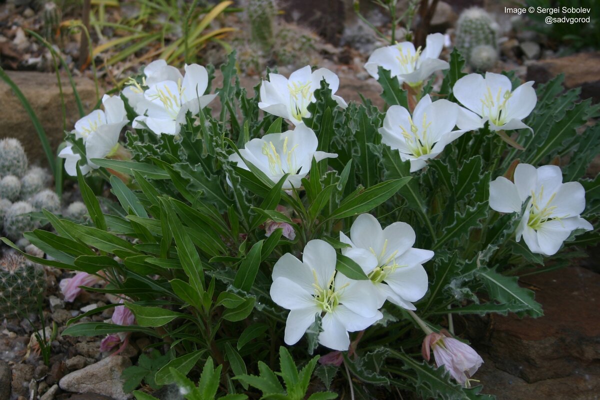 Ослинник дернистый подв. исключительный (Oenothera caespitosa ssp. eximia)