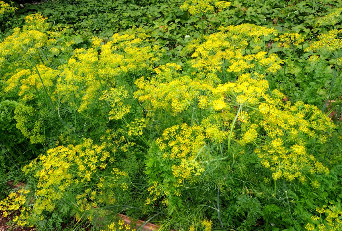 Укроп в моркови. Фото автора.