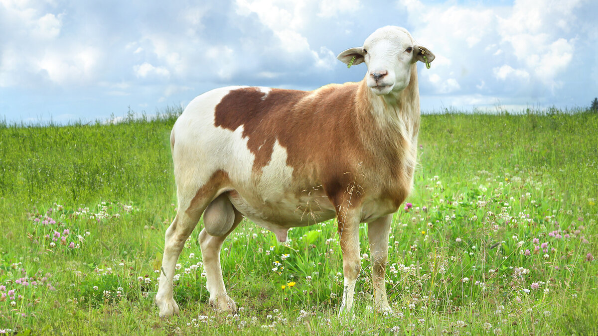 Горьковская порода овец: описание, характеристики, продуктивность, особенности содержания и разведения, отзывы
