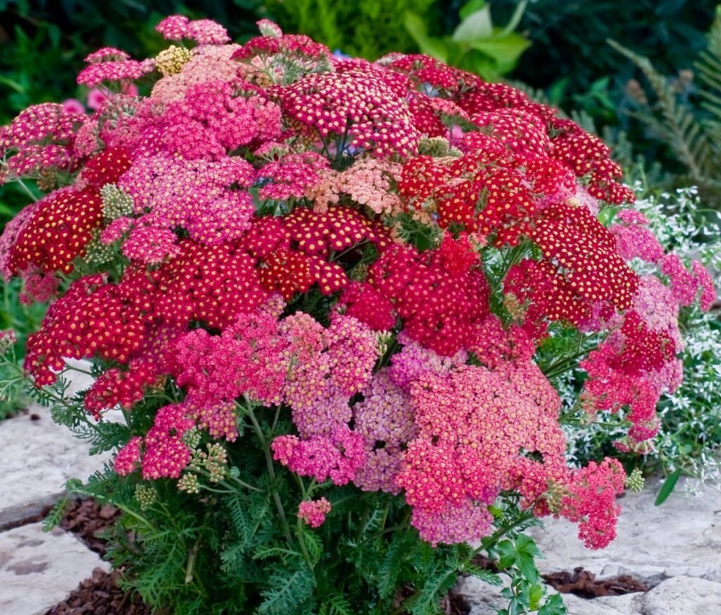 Тысячелистник (лат. Achillea)