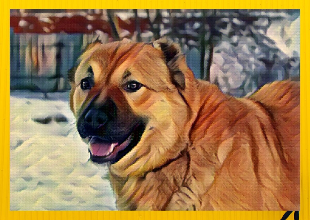 «Двор без собаки пустой», говорил Хасан (коллаж автора by Canva)