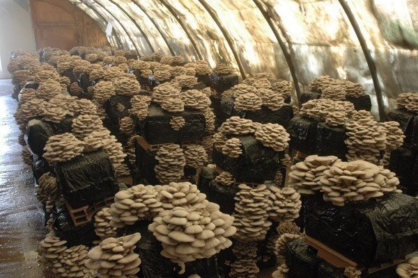 Бизнес на выращивании грибов вешенка