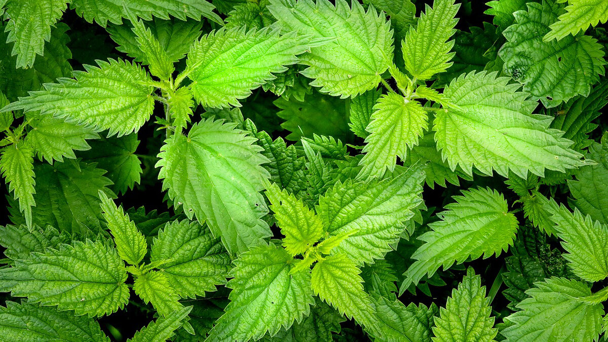 Самым популярным блюдом из крапивы являются зелёные щи, pixabay.com