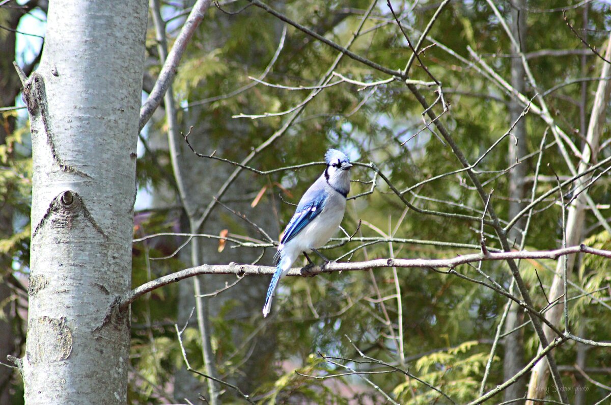 Blue jay. Все фотографии сделаны автором статьи в канадской провинции Онтарио