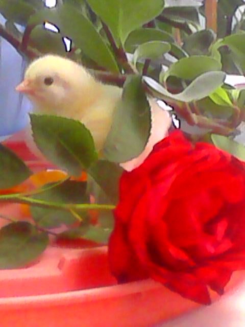  У сельских любителей-птицеводов с началом весны наступила  активная рабочая пора. У меня со второй половины апреля начнут выводится гусята. А многие из нас уже сделали первые выводы цыплят, индюшат. 