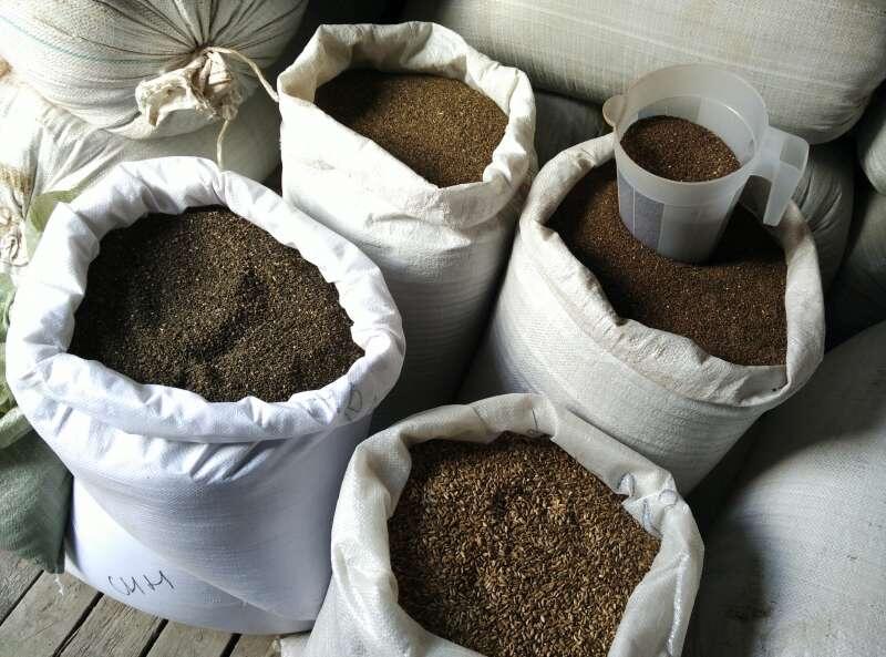 Стоимость сидерата ~ 300 рублей за 1 кг. 