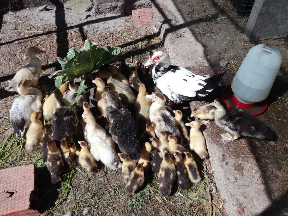 За день до расклева