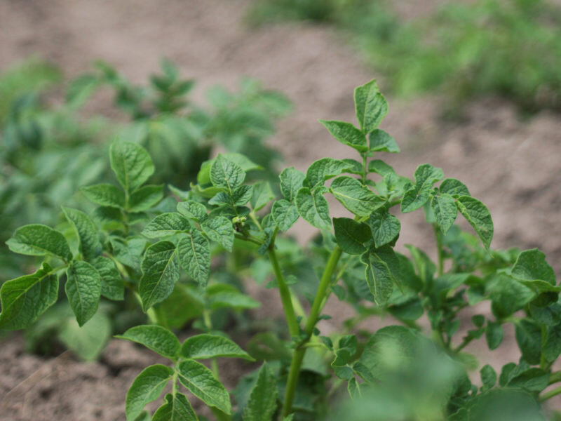 Выращивание картофеля (Фото используется по стандартной лицензии ©azbukaogorodnika.ru)