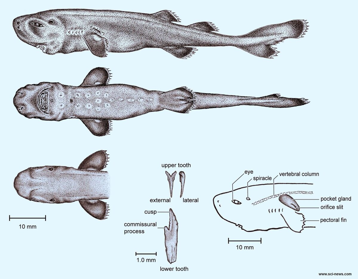 Карманная акула, анатомическое устройство. Картинка с сайта "Лагуна акул" https://laguna-akul.ru/news/biologija-i-izuchenie/svetjaschajasja-karmannaja-akula-samyi-malenkii-vid-akuly.html