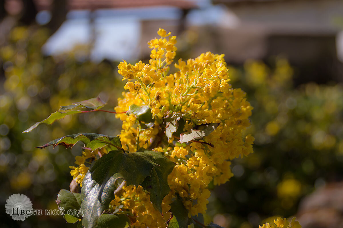 Магония падуболистная