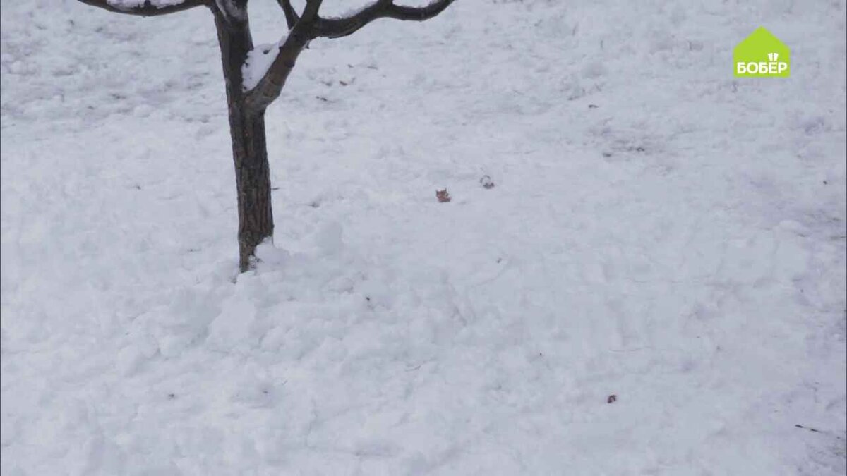 Набросайте ещё некоторое количество снега ближе к стволу дерева.