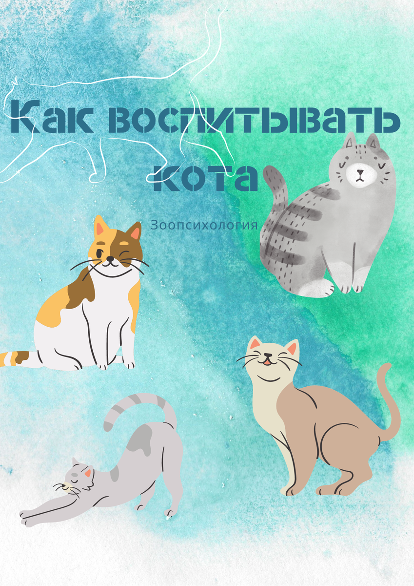 Как воспитывать котика. Зоопсихология. | Психолог Окс | Дзен