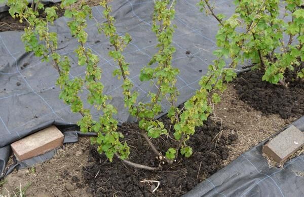 Фото из интернета