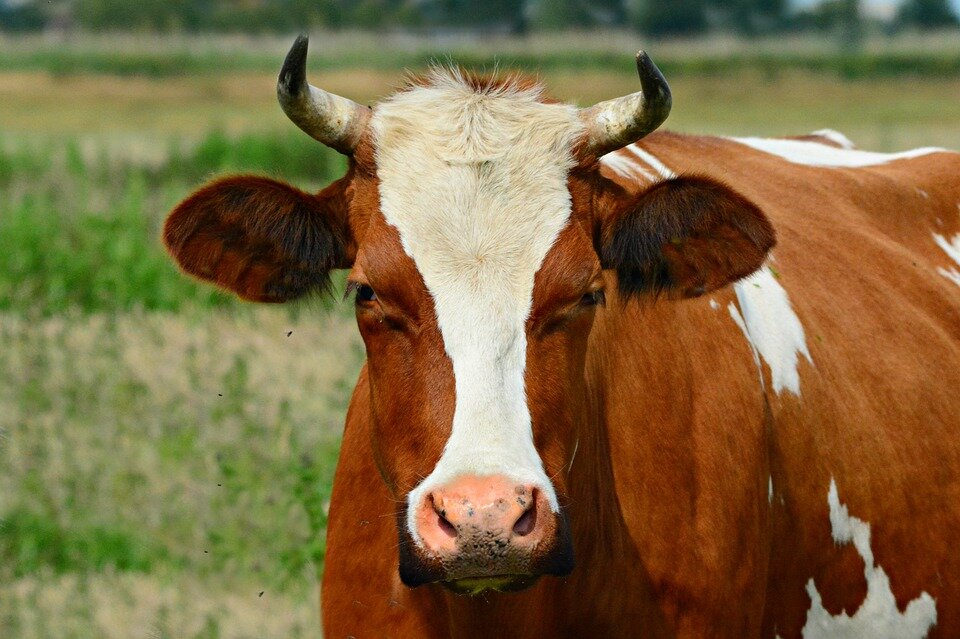 Фото: pixabay.com