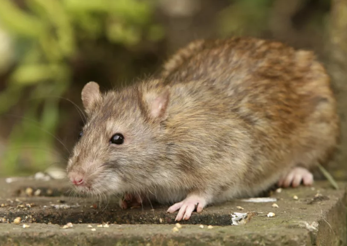 Фото из Яндекс-картинки