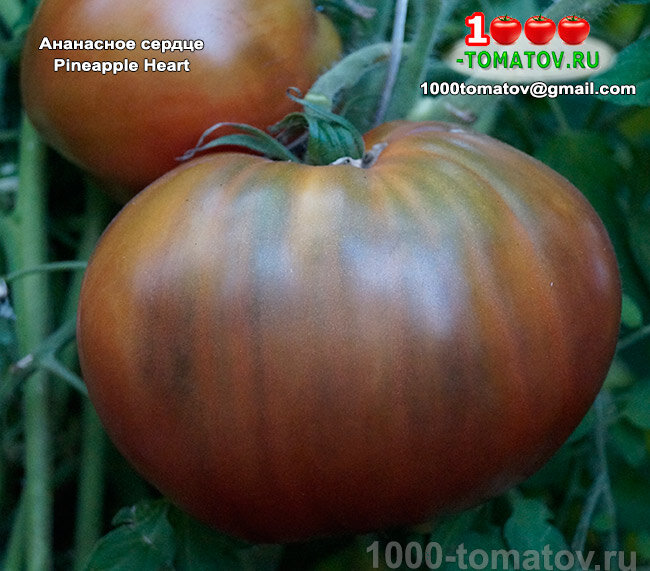 томаты сорт ананасное сердце. Pineapple oxheart томат. томат ананасное сердце характеристика. сорт ананасное бычье сердце. томат черное ананасное сердце.