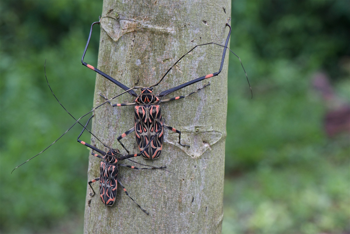 Фото с сайта macroclub.ru