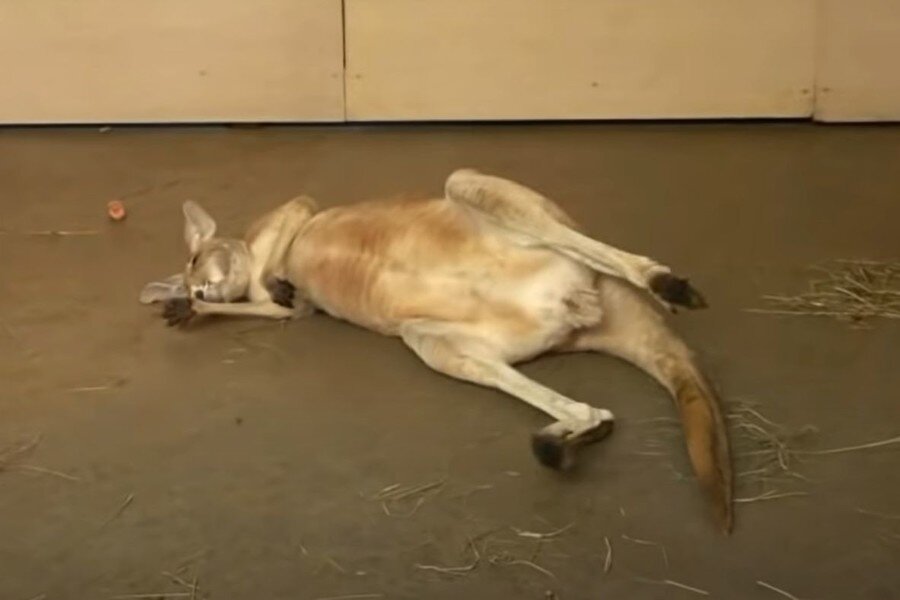 Кенгуру не плохо, он отдыхает:В зоопарке Риги произошла забавная ситуация