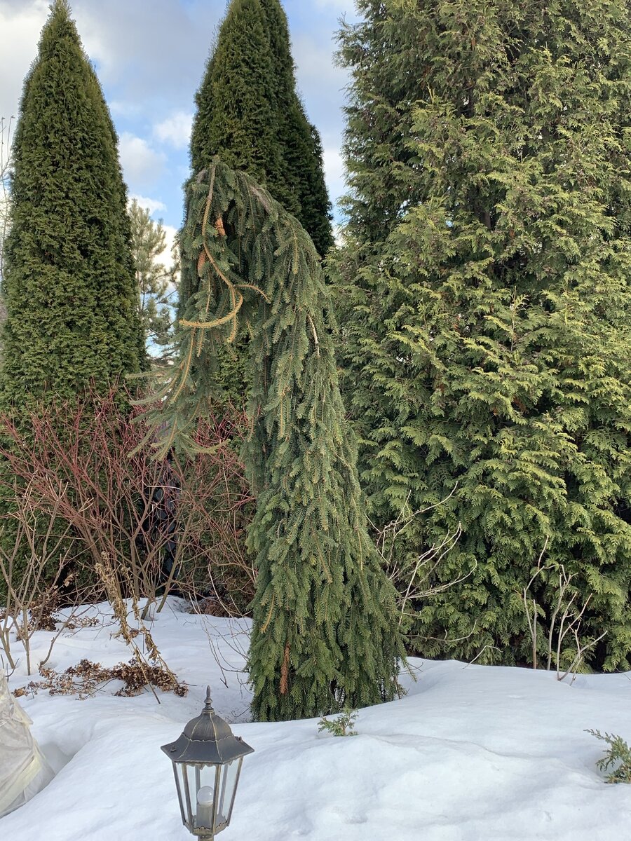 Ель  Инверса, после посадки я ее верхушку направляла   вертикально, года четыре, сейчас я сняла все направляющие. Слева красноватые побеги дёрена белого Эллегантиссима