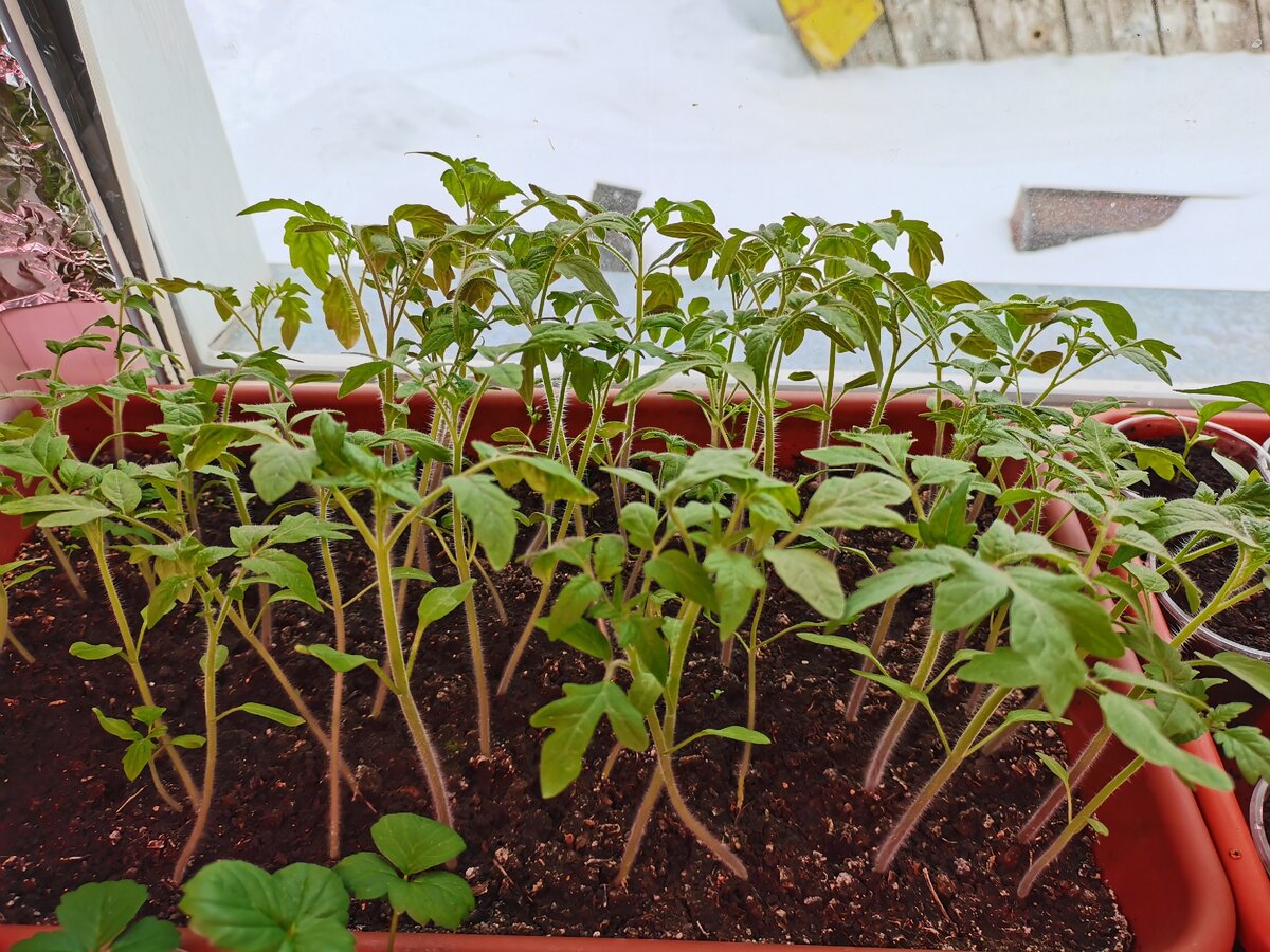 Наша рассада томатов