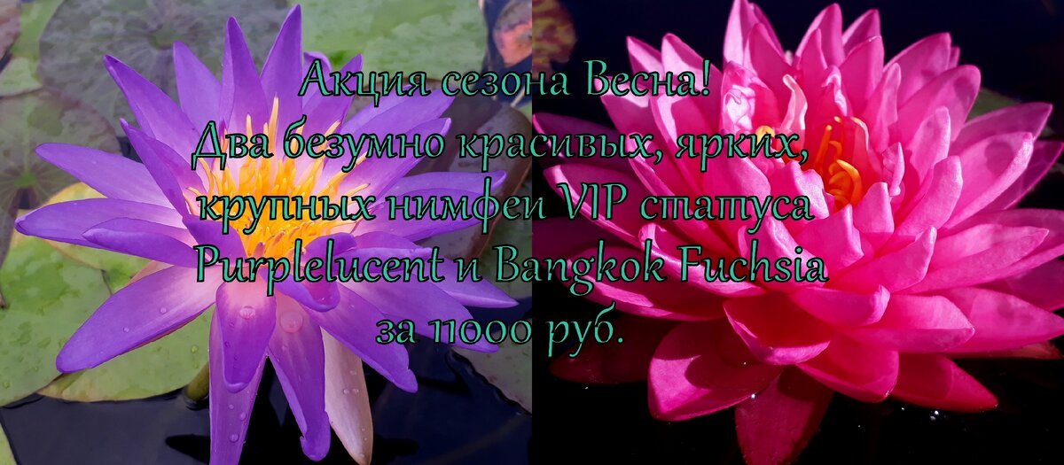 #купить нимфею #продаж нимфей #весенняя акция нимфей #КУПИТЬ КУВШИНКУ